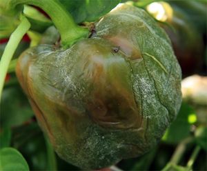 uploads/images/disease/phythopthera wilt in capsicum.jpg
